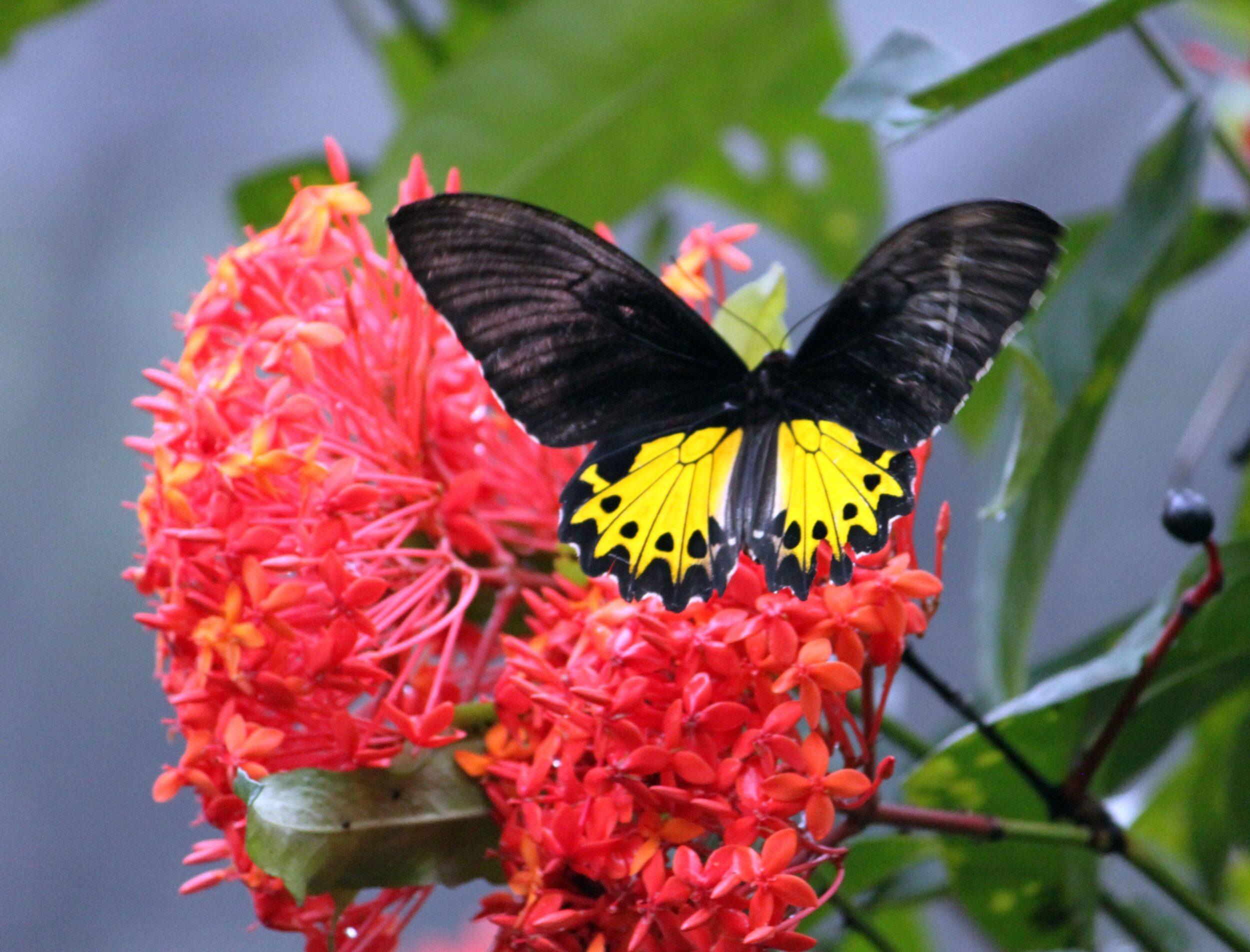 Бабочки на Бали