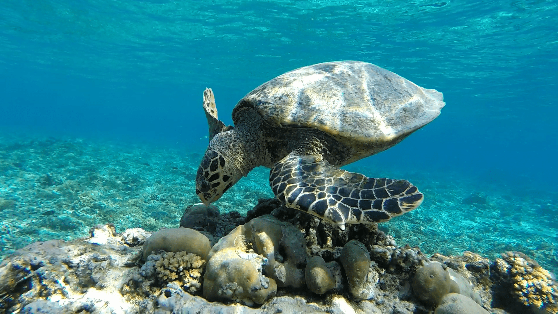 Балийские черепахи на Бали