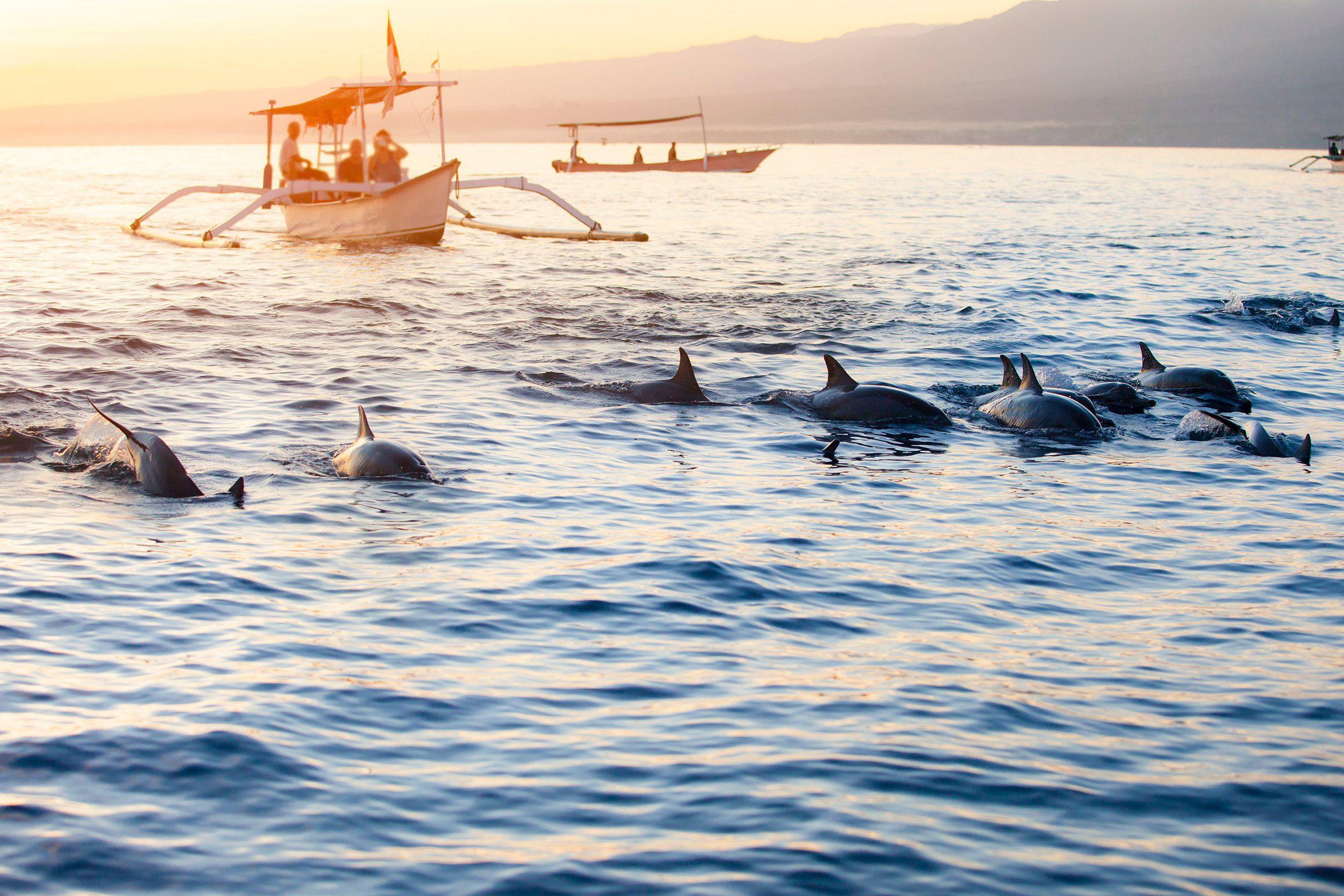 Дельфины на Бали