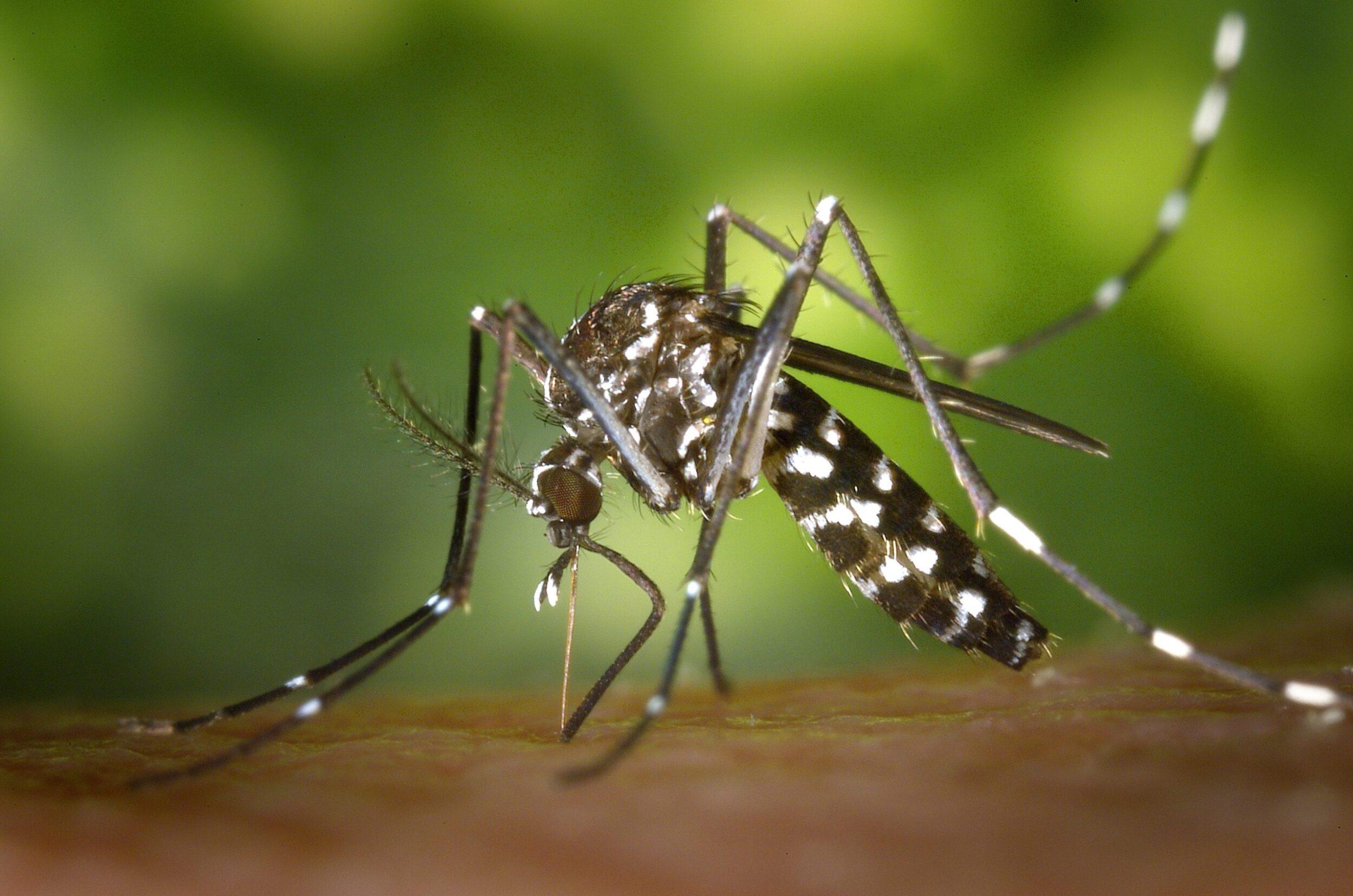 Комары на Бали
