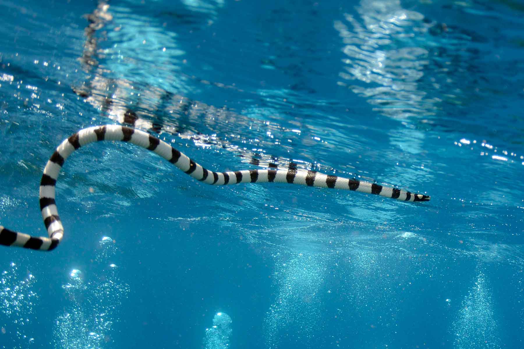 Морские змеи на Бали
