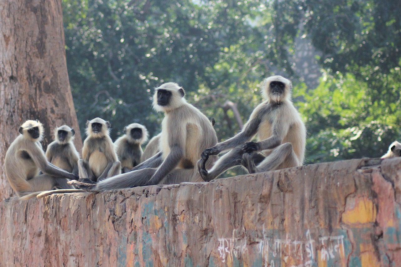 Группа приматов на Бали
