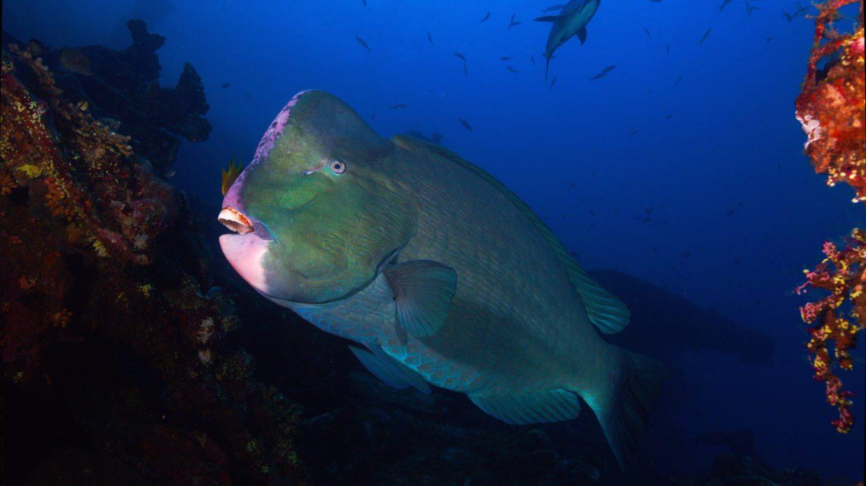 Шишколобная рыба на Бали