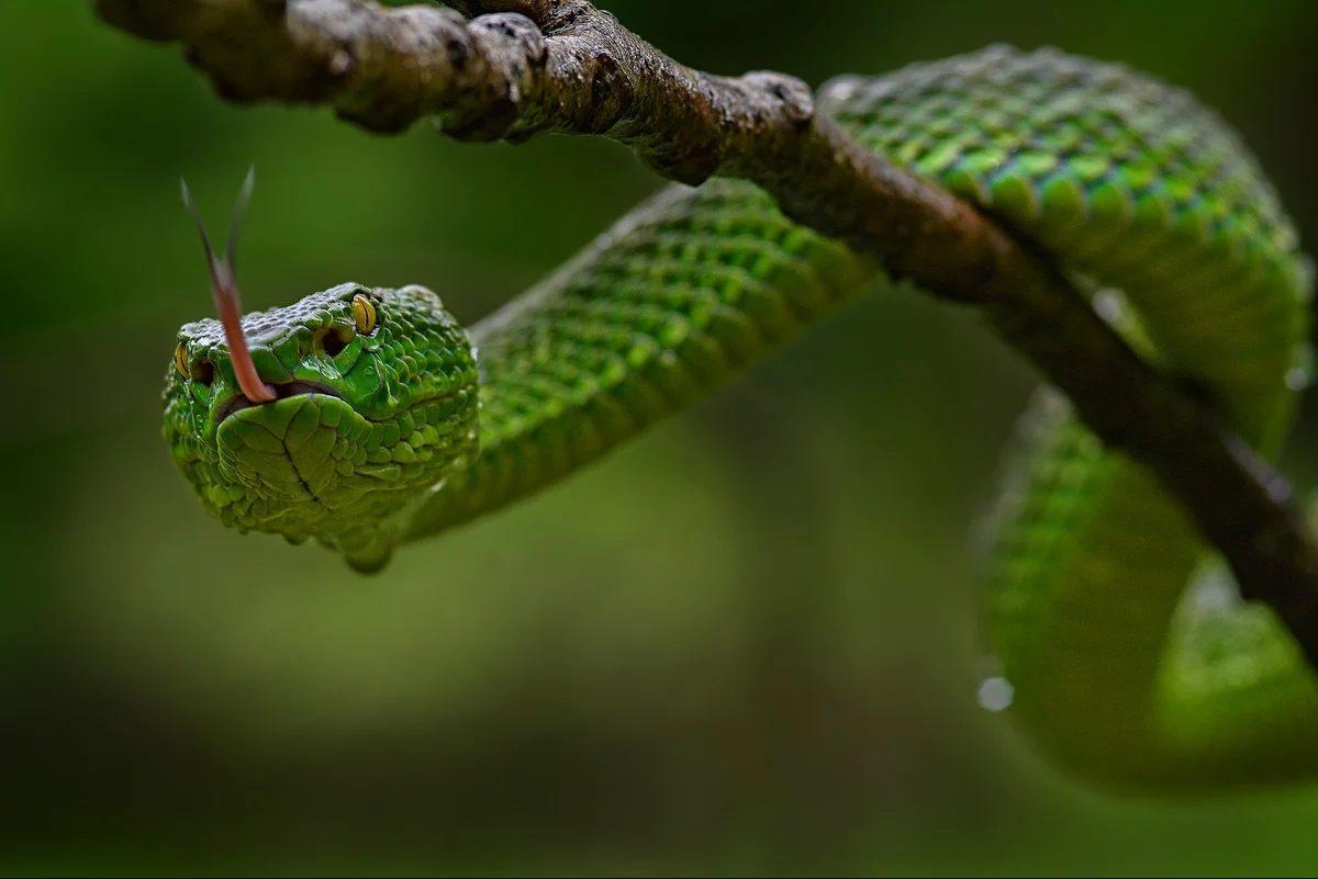 Балийские змеи
