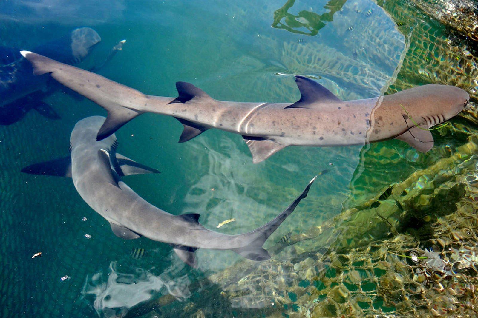 Какие акулы обитают у берегов Бали