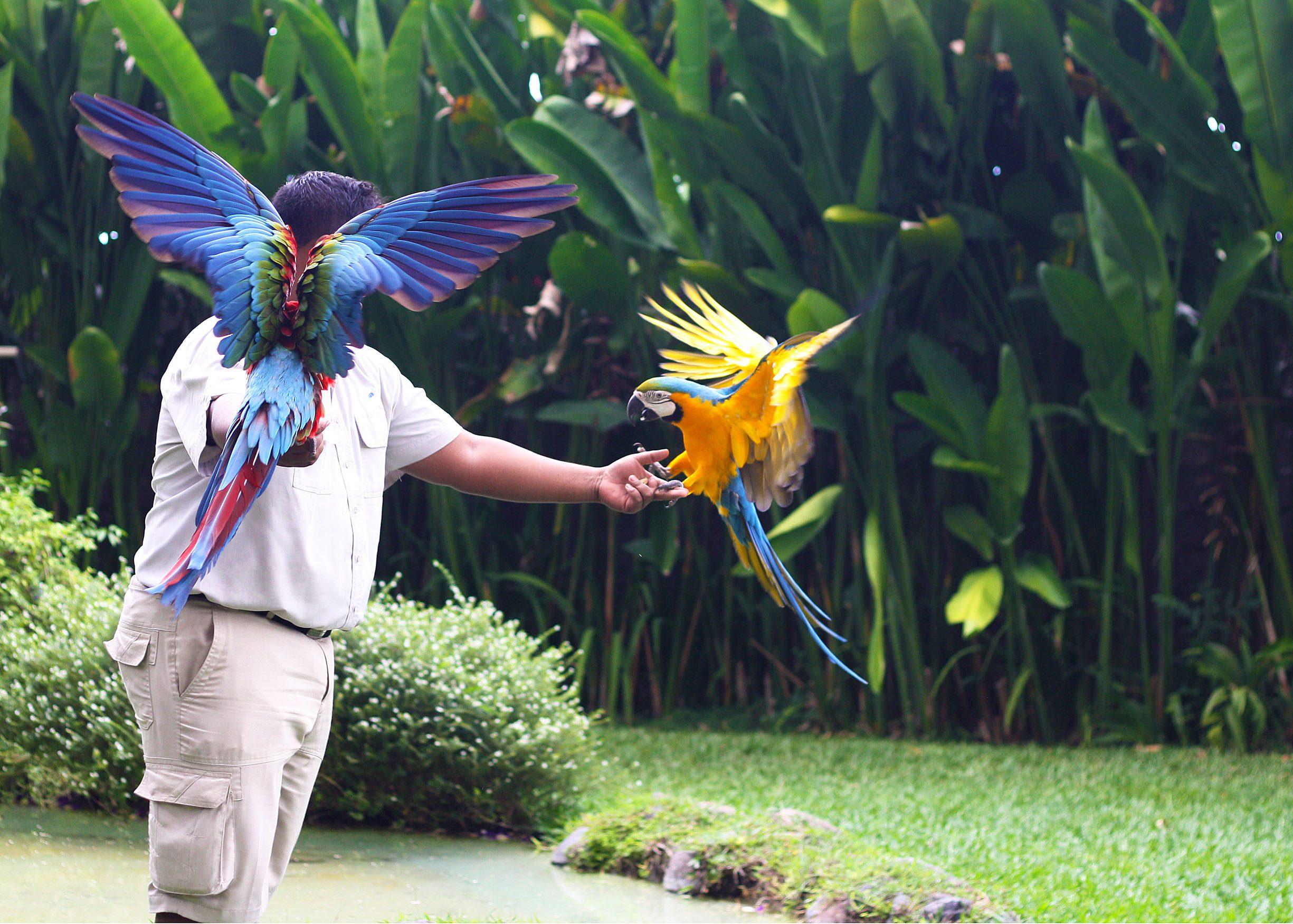 Обзор парка птиц на Бали