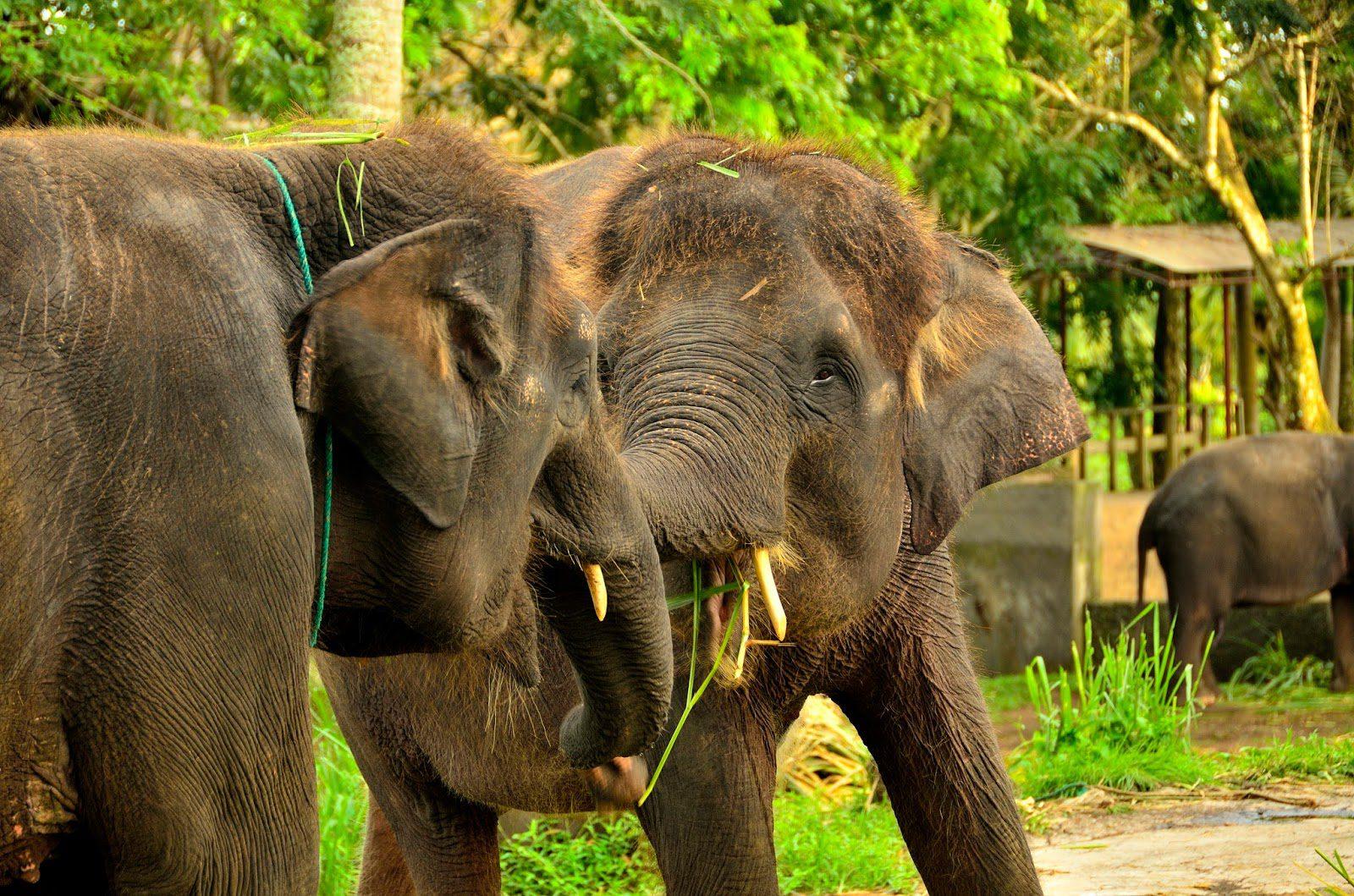 Фото слонов на Бали