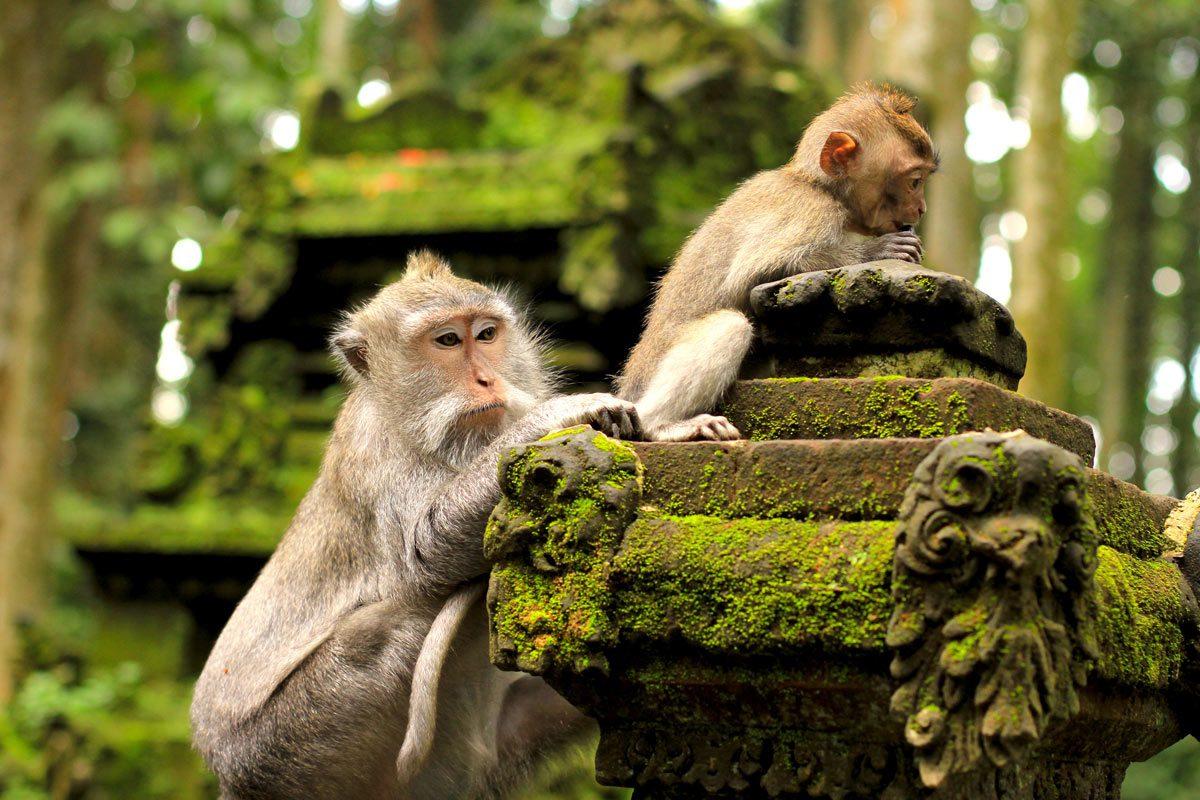 Фото Леса обезьян