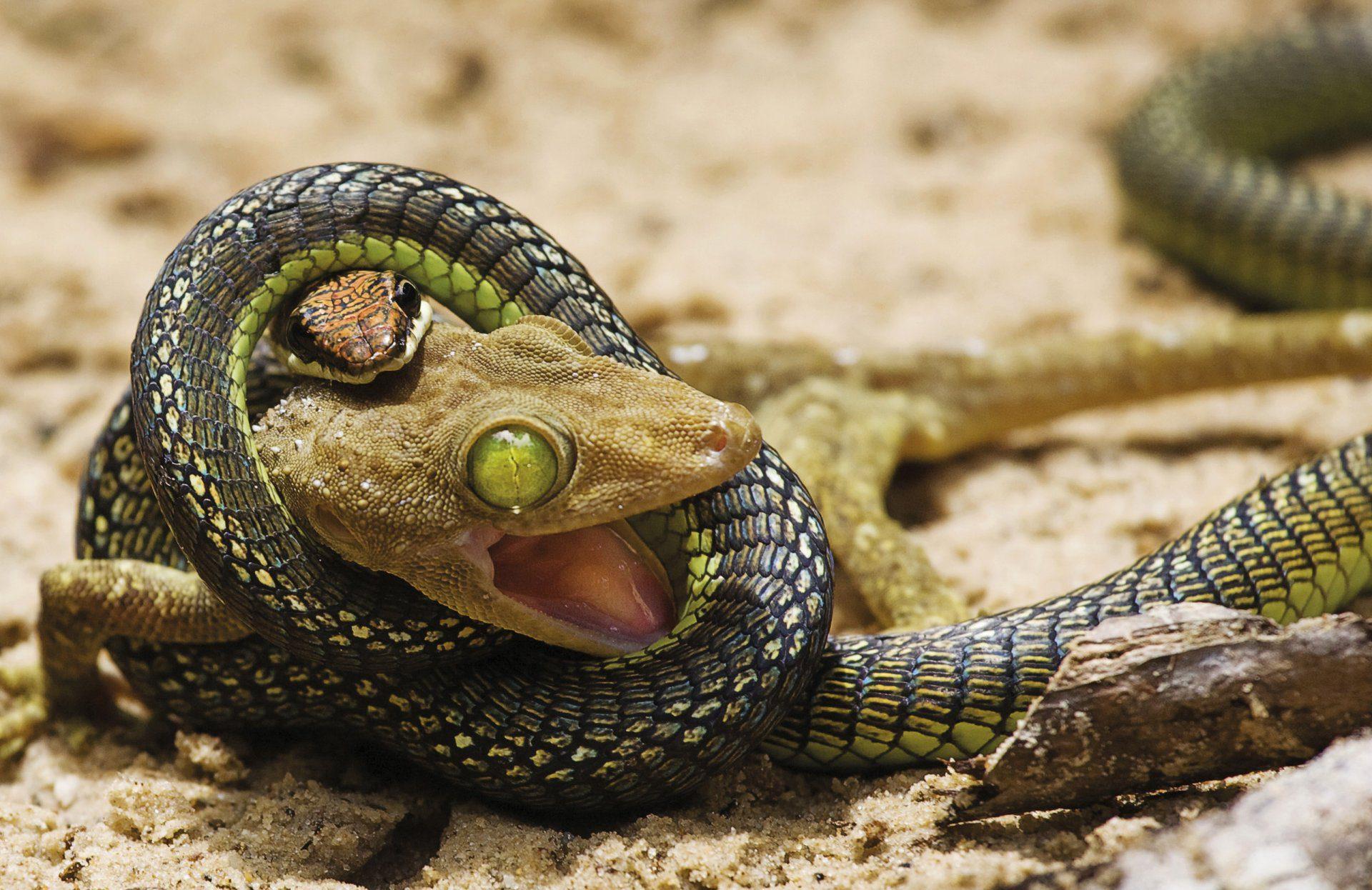Змеи и ящерицы на Бали
