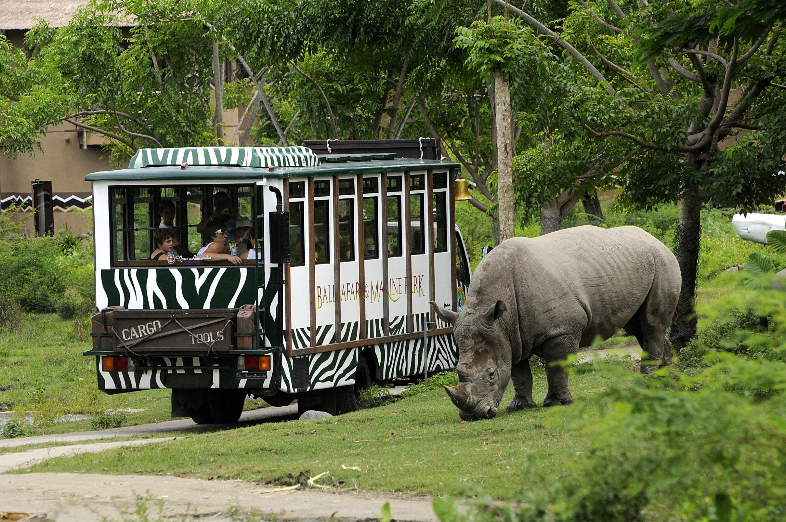 Носороги в парке
