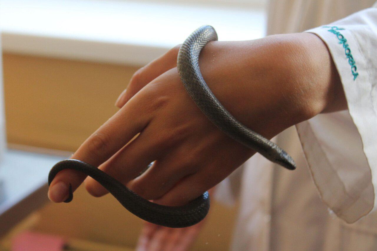 Что делать при укусе змеи