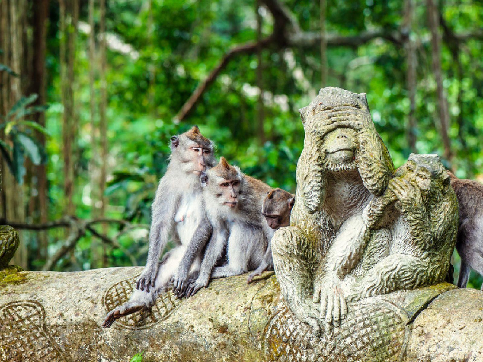 Фото парка обезьян в Убуде