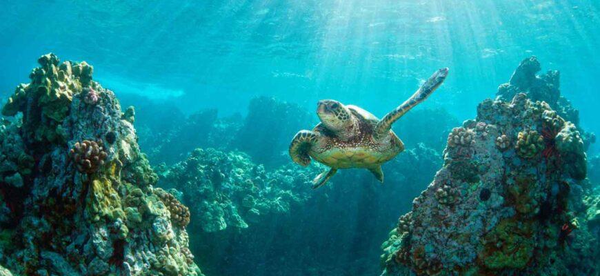Фото черепахи на острове Бали