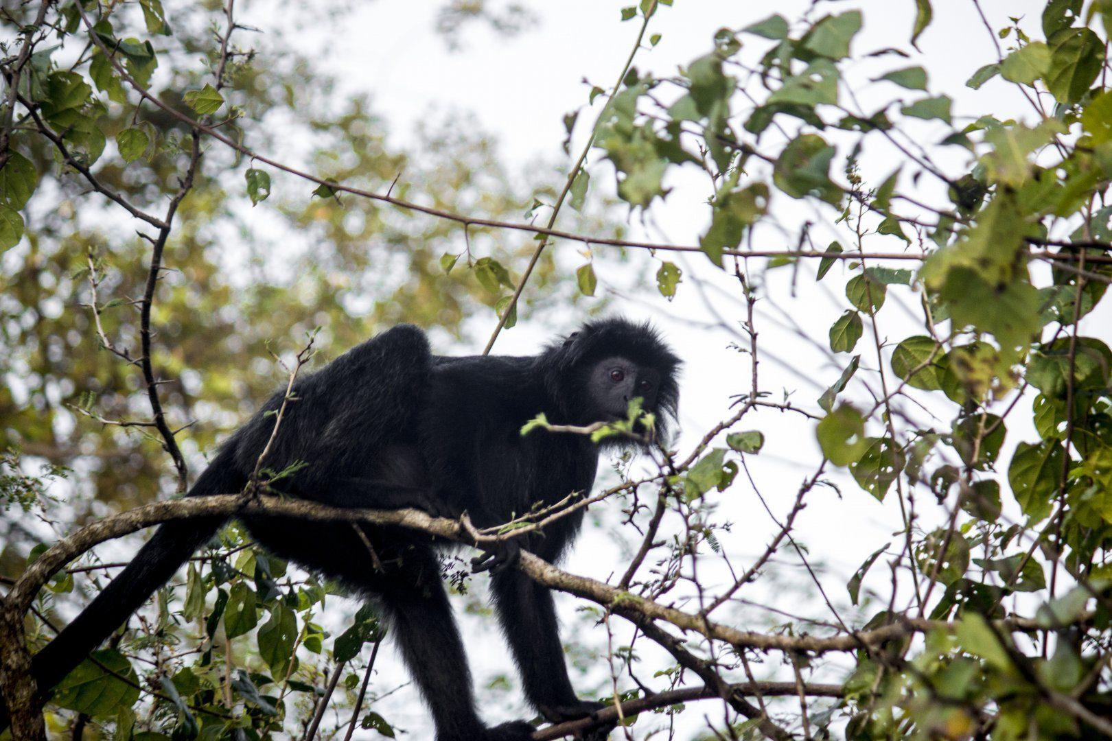 Фото черной обезьяны