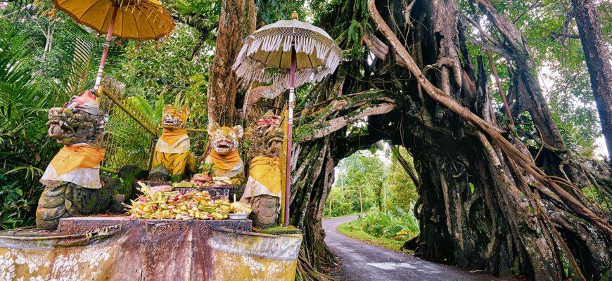 Культовое дерево на Бали