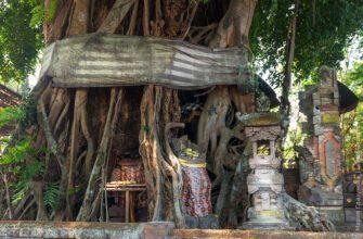 Священное дерево Бали