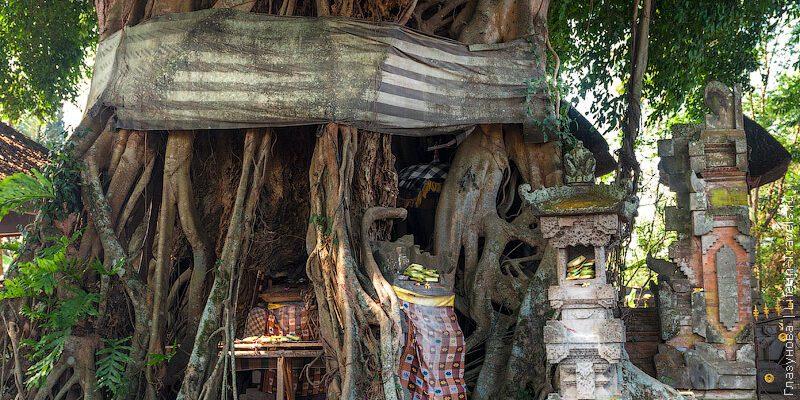 Священное дерево Бали