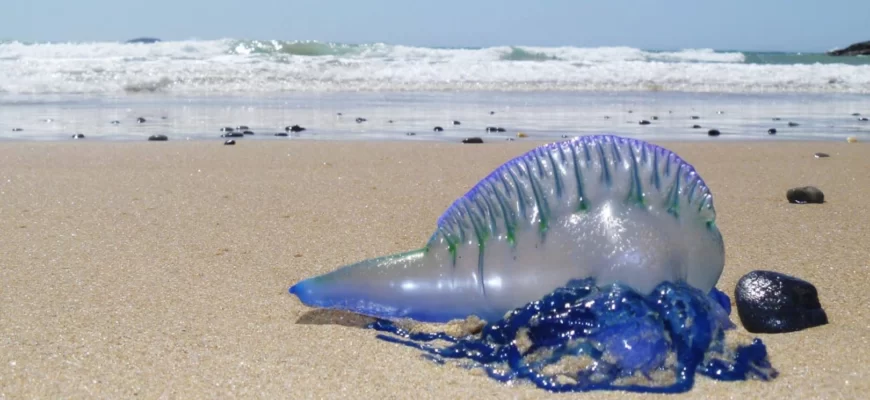 Предупреждение о сезонном наплыве голубых медуз на пляже Санур